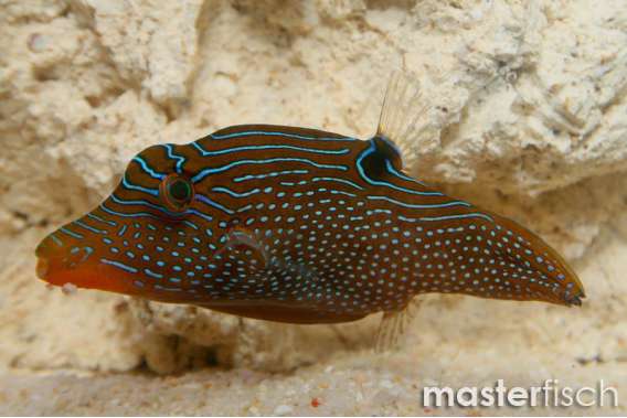 Papuan toby