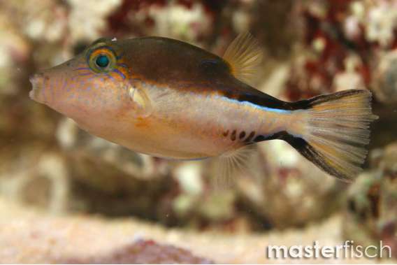 Caribbean sharpnose-puffer