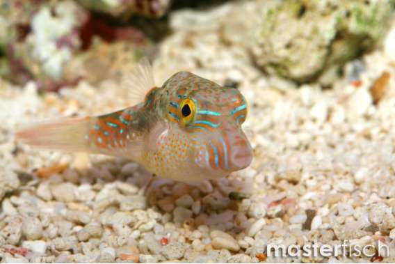 False-eye puffer