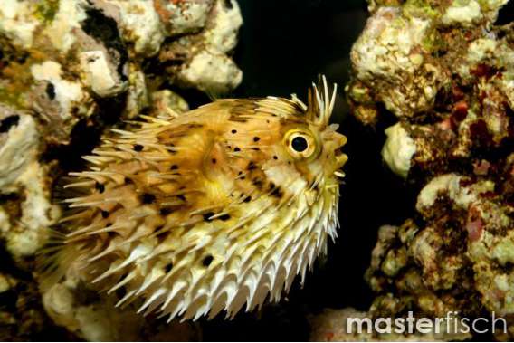 Spiny Porcupinefish