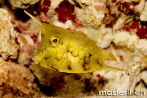 Longhorn Cowfish