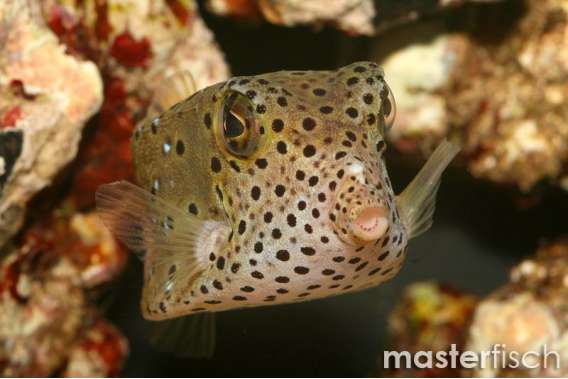 Yellow Boxfish