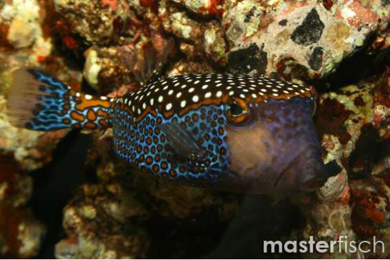 Spotted Boxfish