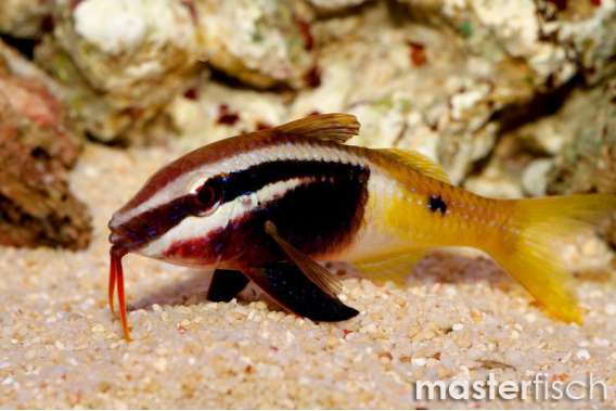 Bicolor Goatfish