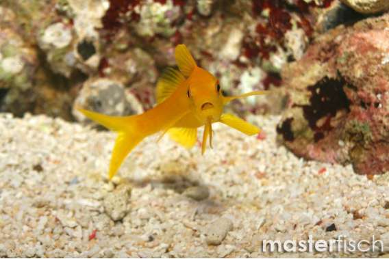 Yellowsaddle Goatfish (bred)