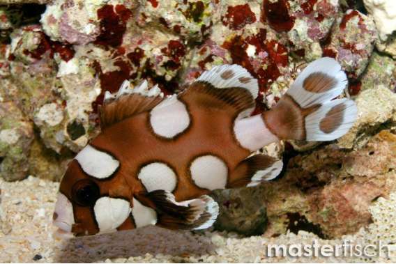 Harlequin Sweetlips Juvenile