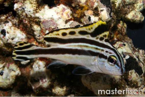 Painted sweetlips