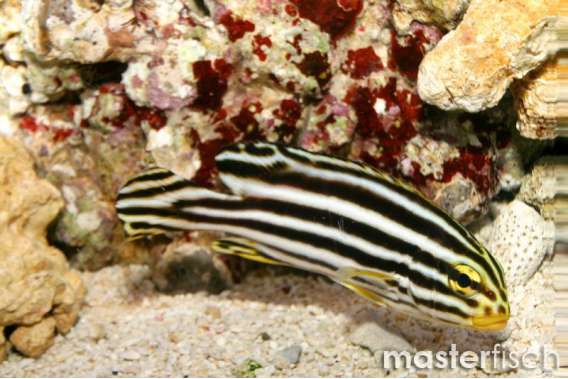 Lined Sweetlips Juvenile