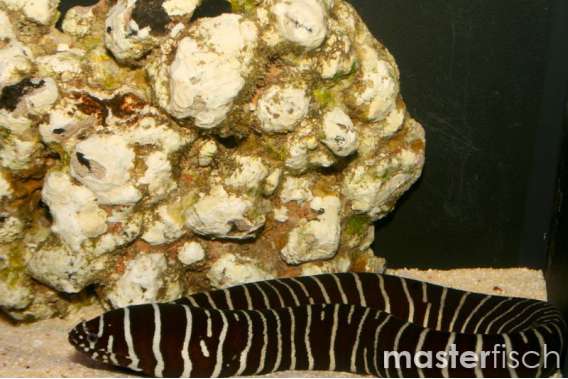 Zebra moray