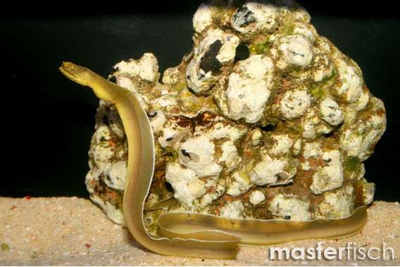White Ribbon Eel