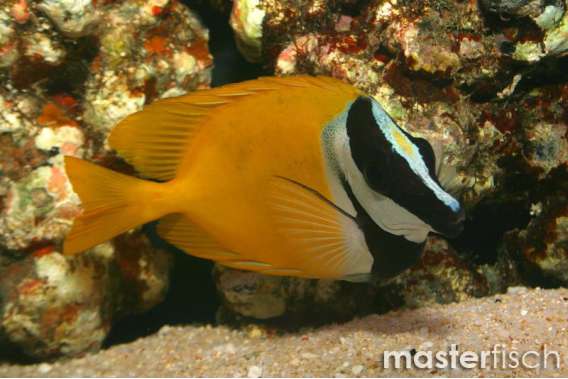 Foxface Rabbitfish