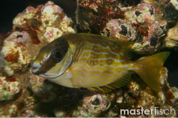 Decorated Rabbitfish