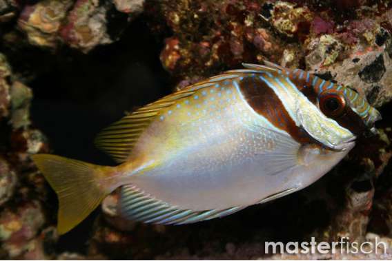 Double-Barred Rabbitfish