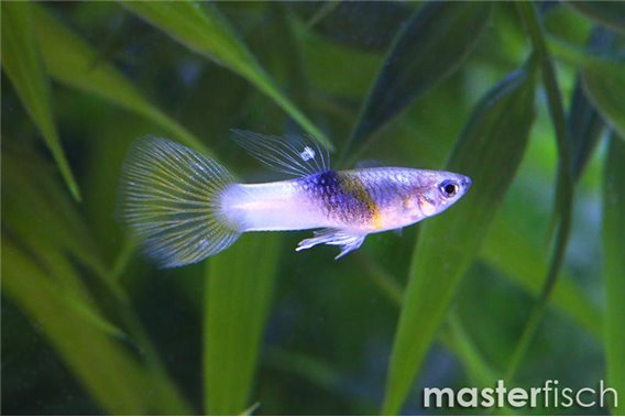 Guppy bumble bee yellow