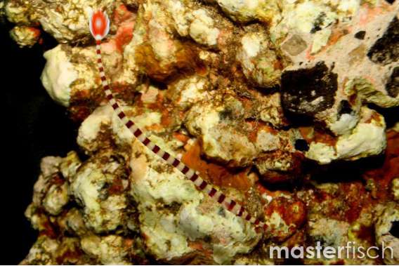 Banded Pipefish
