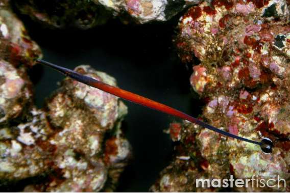 Cleaner Pipefish