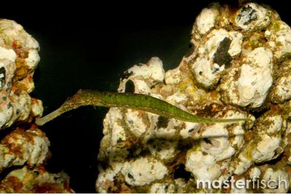 Alligator pipefish