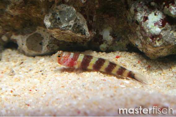 Gorgeous Prawngoby