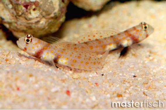 Orange-Spotted Prawngoby
