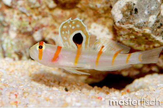 Randall's Goby
