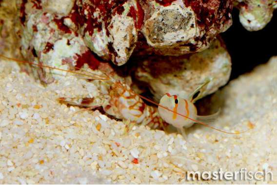 Orangestripe Goby + 1 Alpheus shrimp