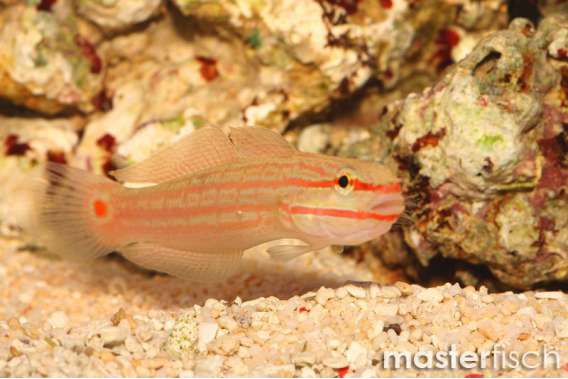 Crosshatch Goby
