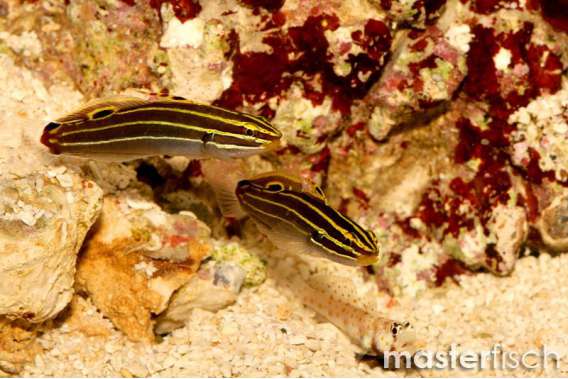 Hector's goby