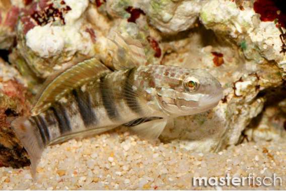 Brown-barred Goby