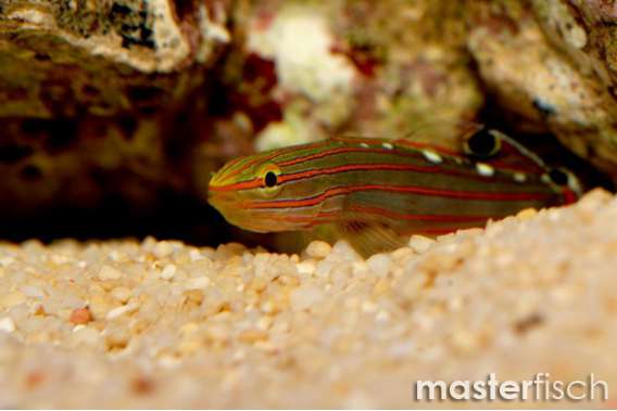 Rainford'S Goby