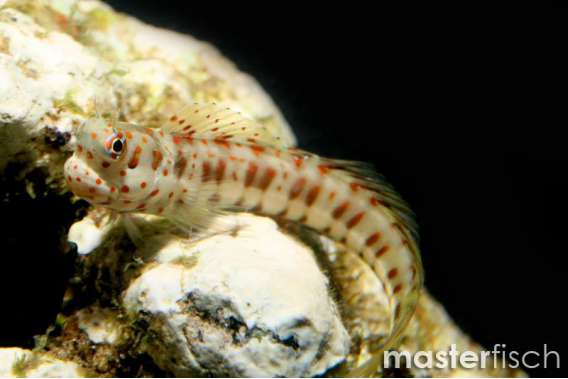 Red-spotted blenny