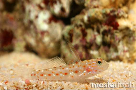 Ctenogobiops tangaroai