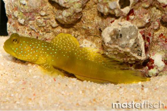 Yellow Shrimpgoby (bred)