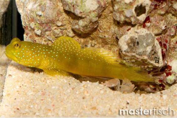 Yellow Shrimpgoby/ 1 cpl shrimp