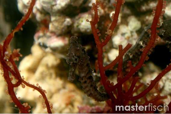 Spotted seahorse black (bred)