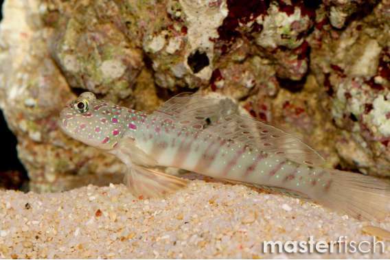Blackfinned Shrimp Goby