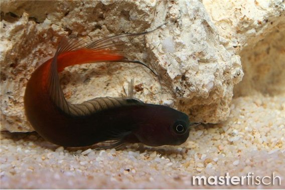 False Two-Colored Blenny