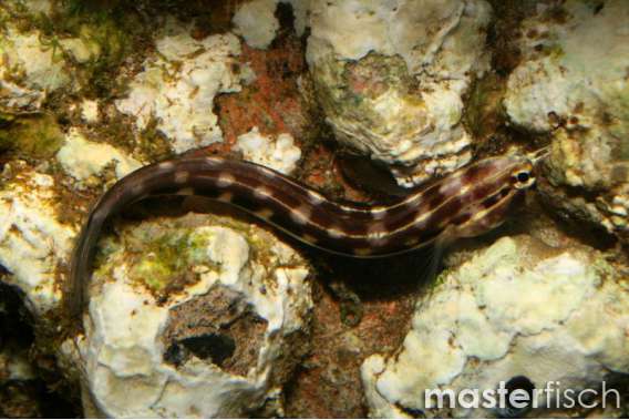 Klausewitz's Blenny
