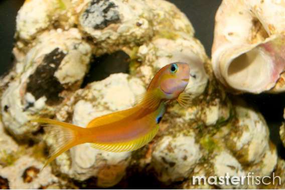 Dot-Dash Blenny