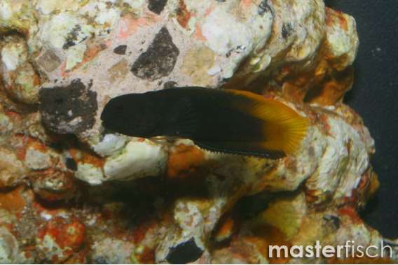 Black comb-tooth
