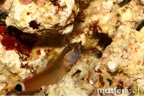 Tail Spot Blenny
