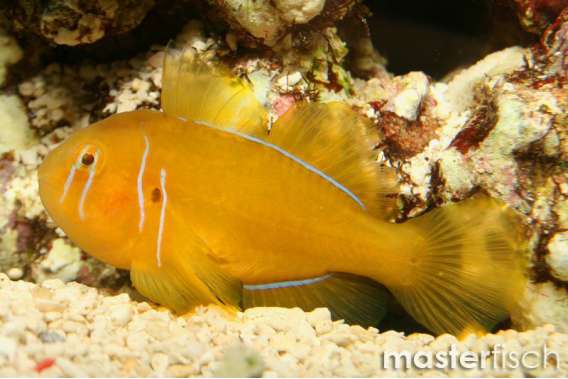 Lemon Goby
