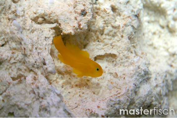 Yellow Coralgoby