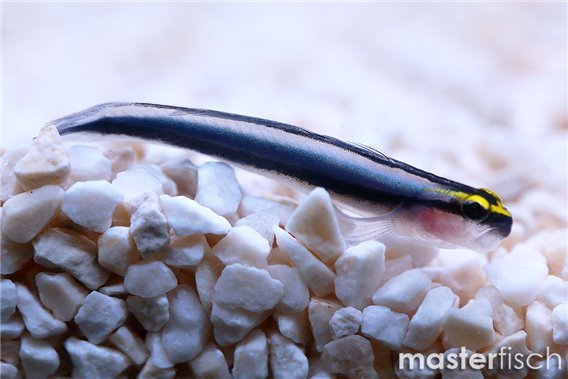 Sharknose goby (bred)