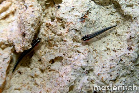 Yellowprow goby
