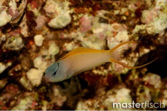 Forktail blenny