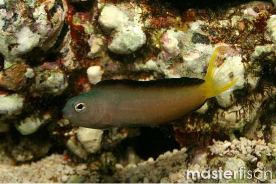Mozambique fangblenny