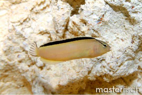 Smith's Poison-fang Blenny