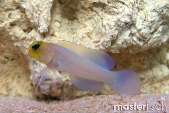 Pearly/Yellow Head Jawfish