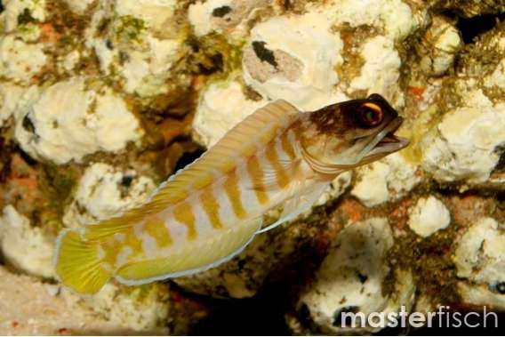Yellow jawfish