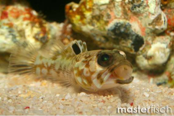 Bullseye jawfish